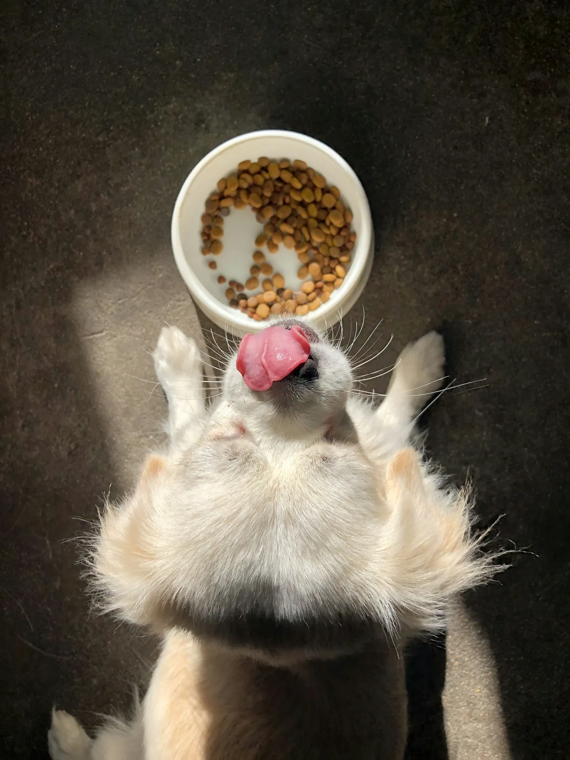 飼料碗旁舔鼻子的犬隻